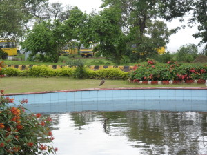 Lapwing at Indore