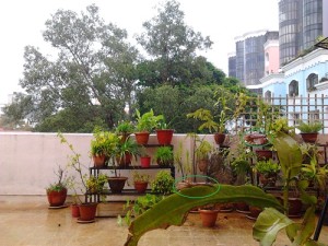 Monsoon Greens