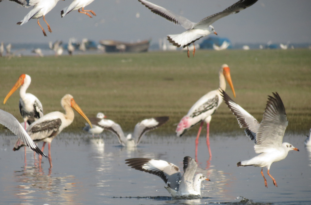 Birds at Bhigwan