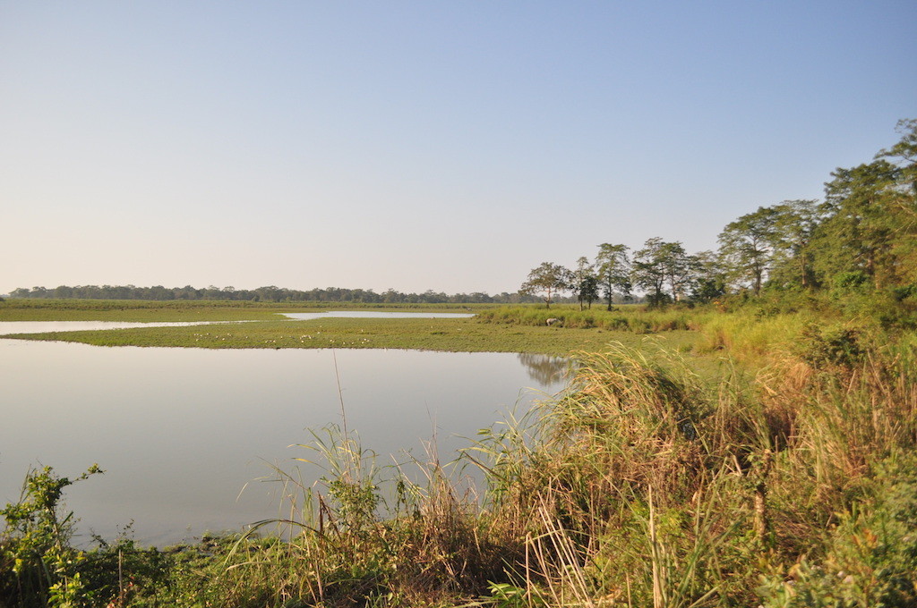 Kaziranga