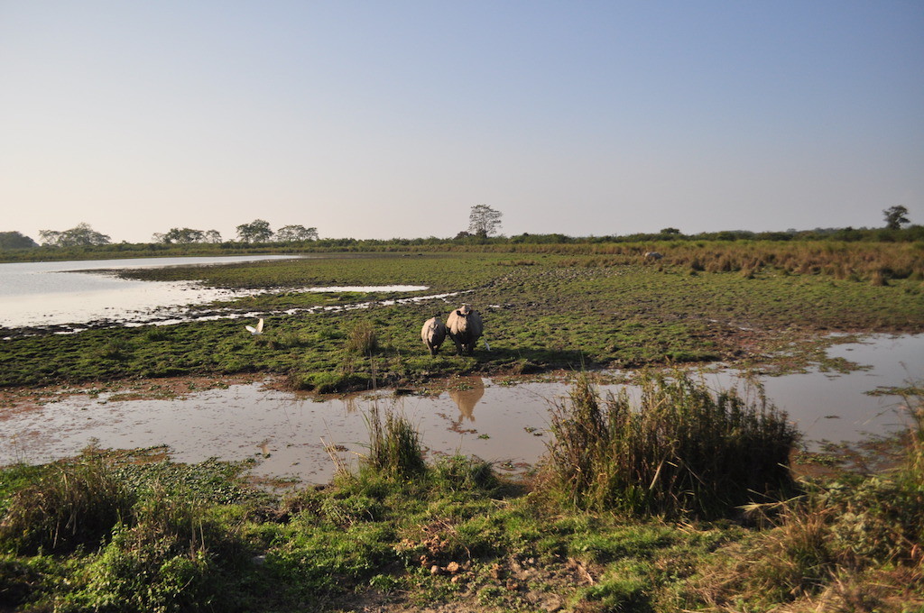 Rhinos in the distance