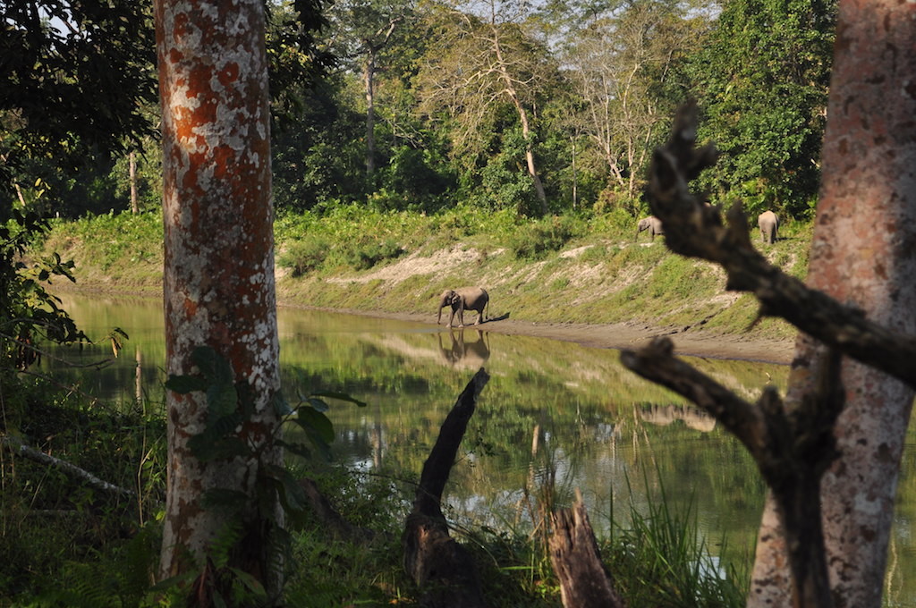 Elephant Safari 1