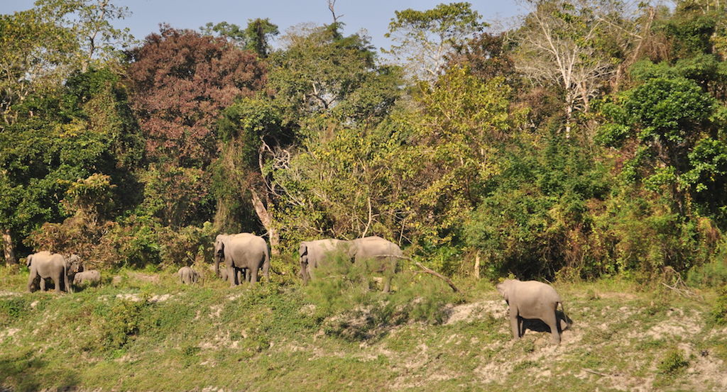 Elephants