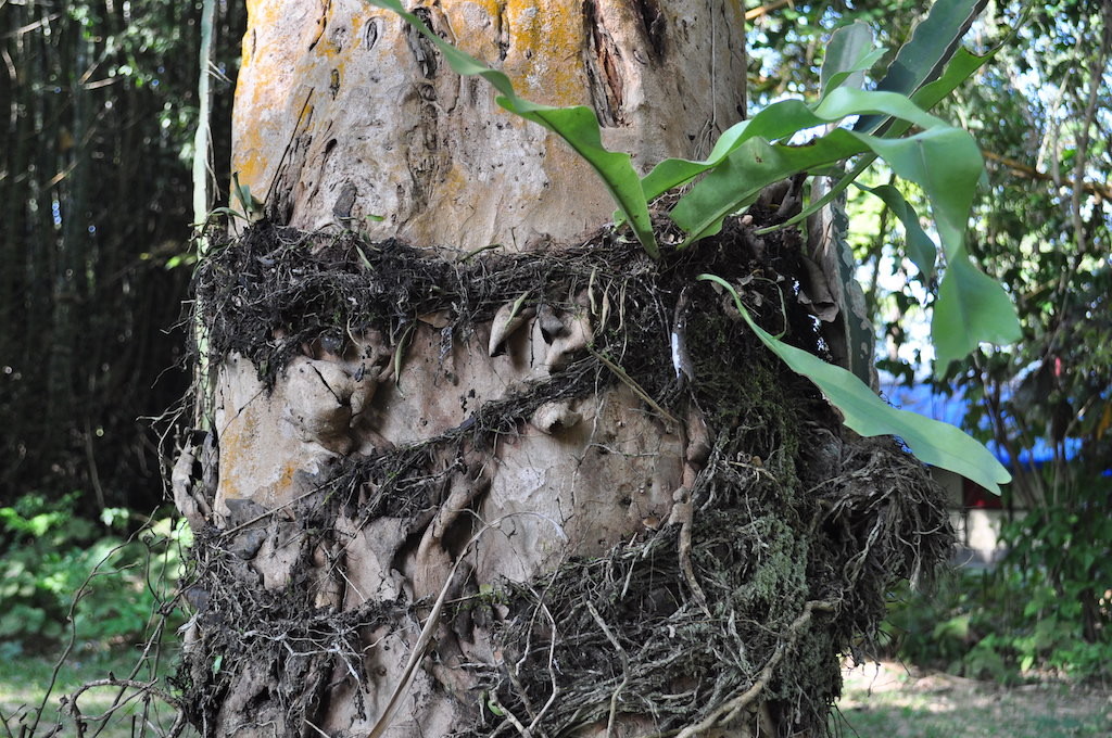 Hanging gardens