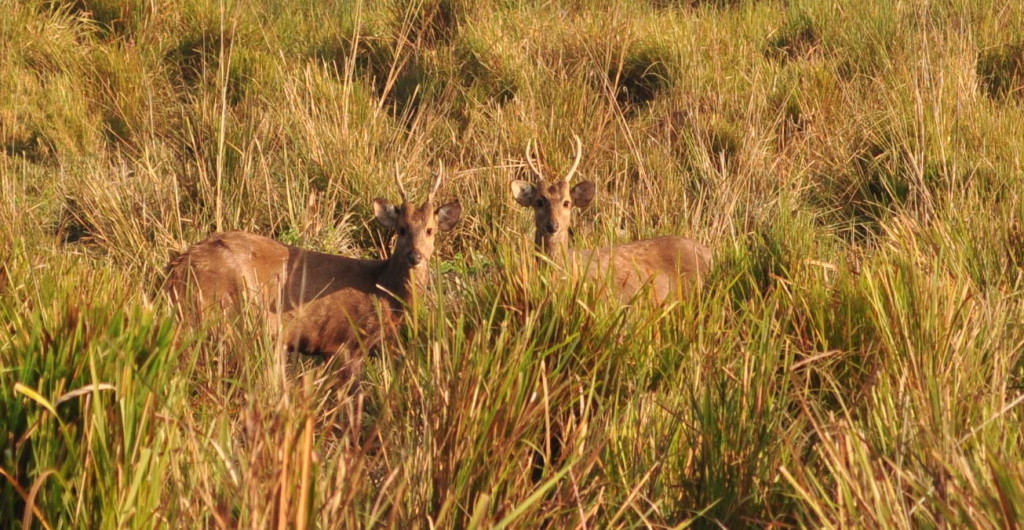 Hog deer