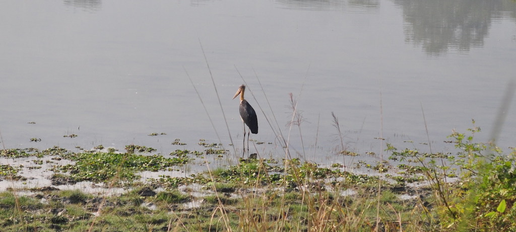 Lesser Adjutant Stork