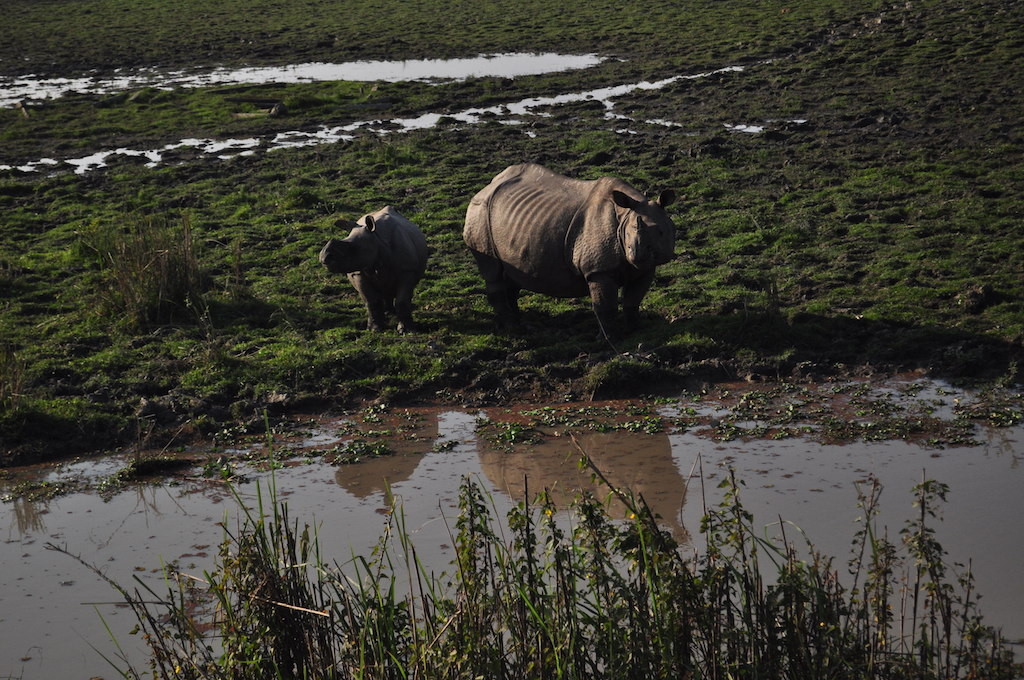 Rhinos