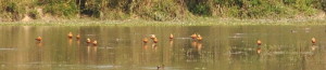 Ruddy Shelduck