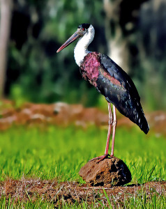 Woolly-necked_Stork_(Ciconia_episcopus)_Photograph_By_Shantanu_Kuveskar