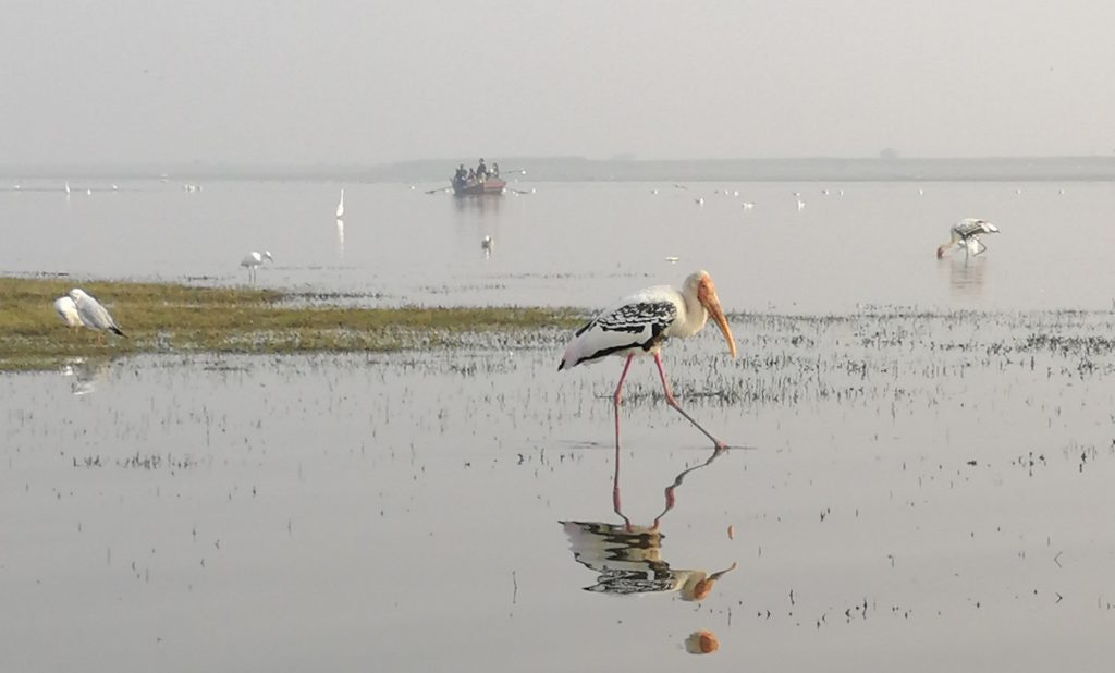 Painted stork