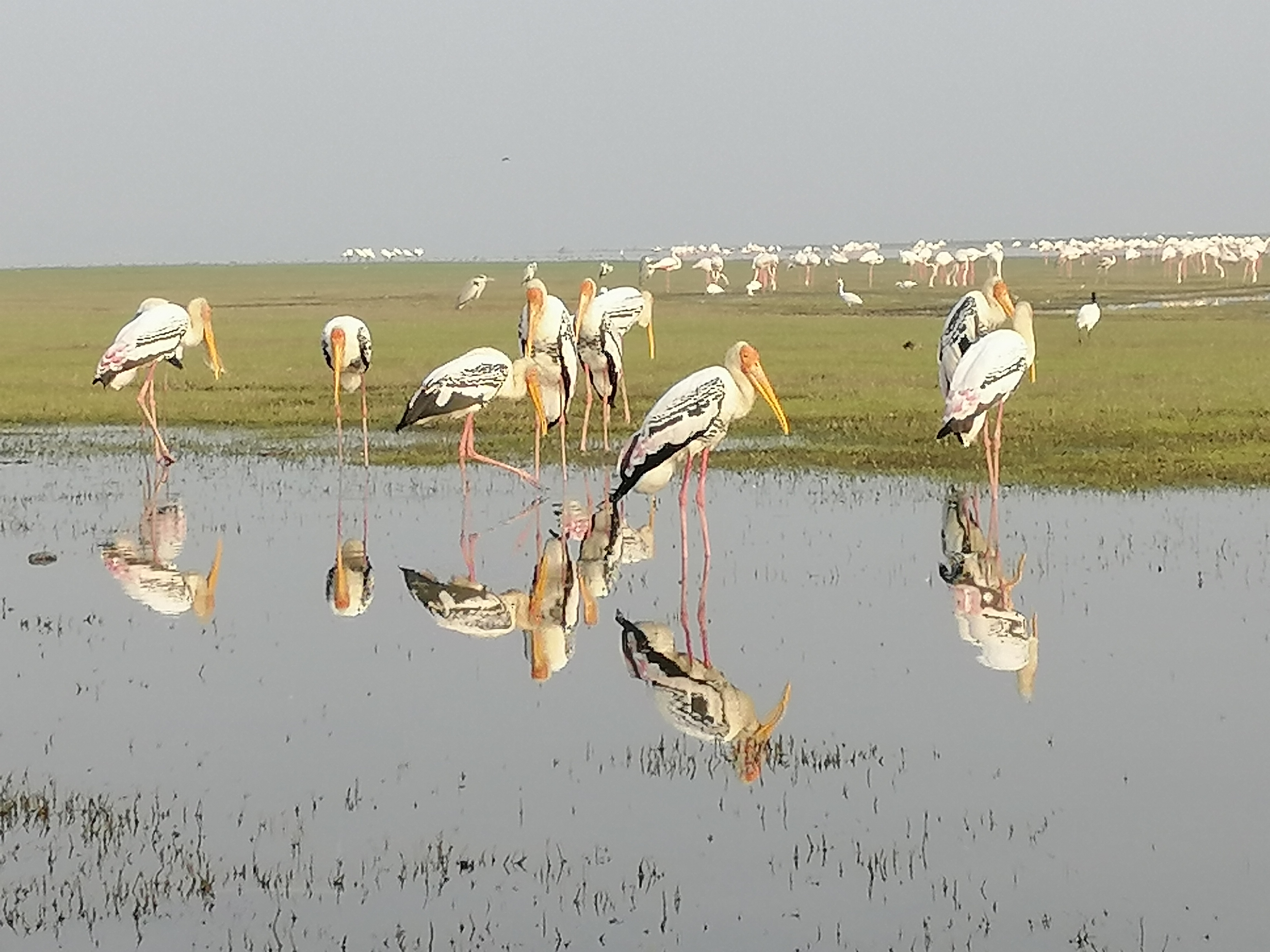 Painted storks, flamingoes and a black ibis