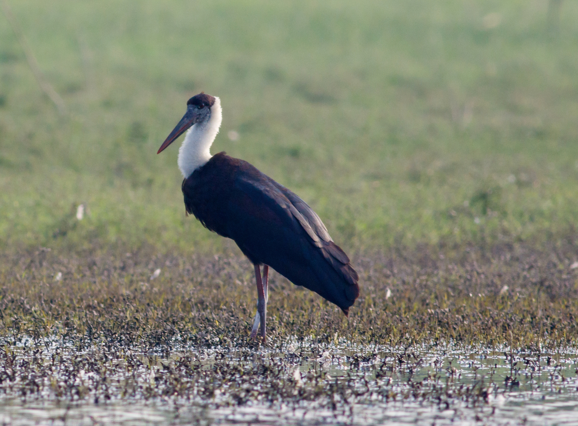 Woolly-necked stork