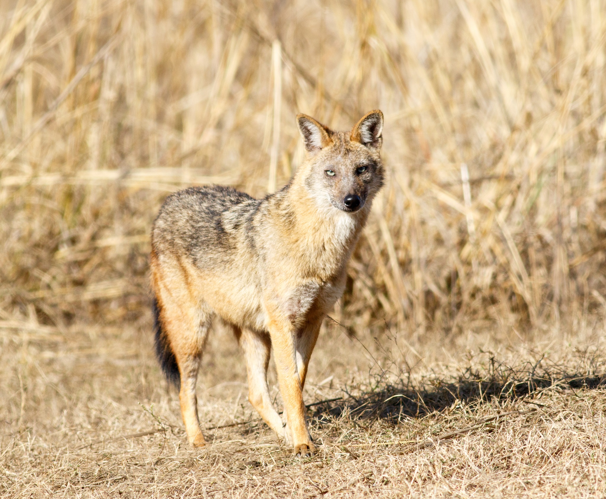 Jackal at Pench