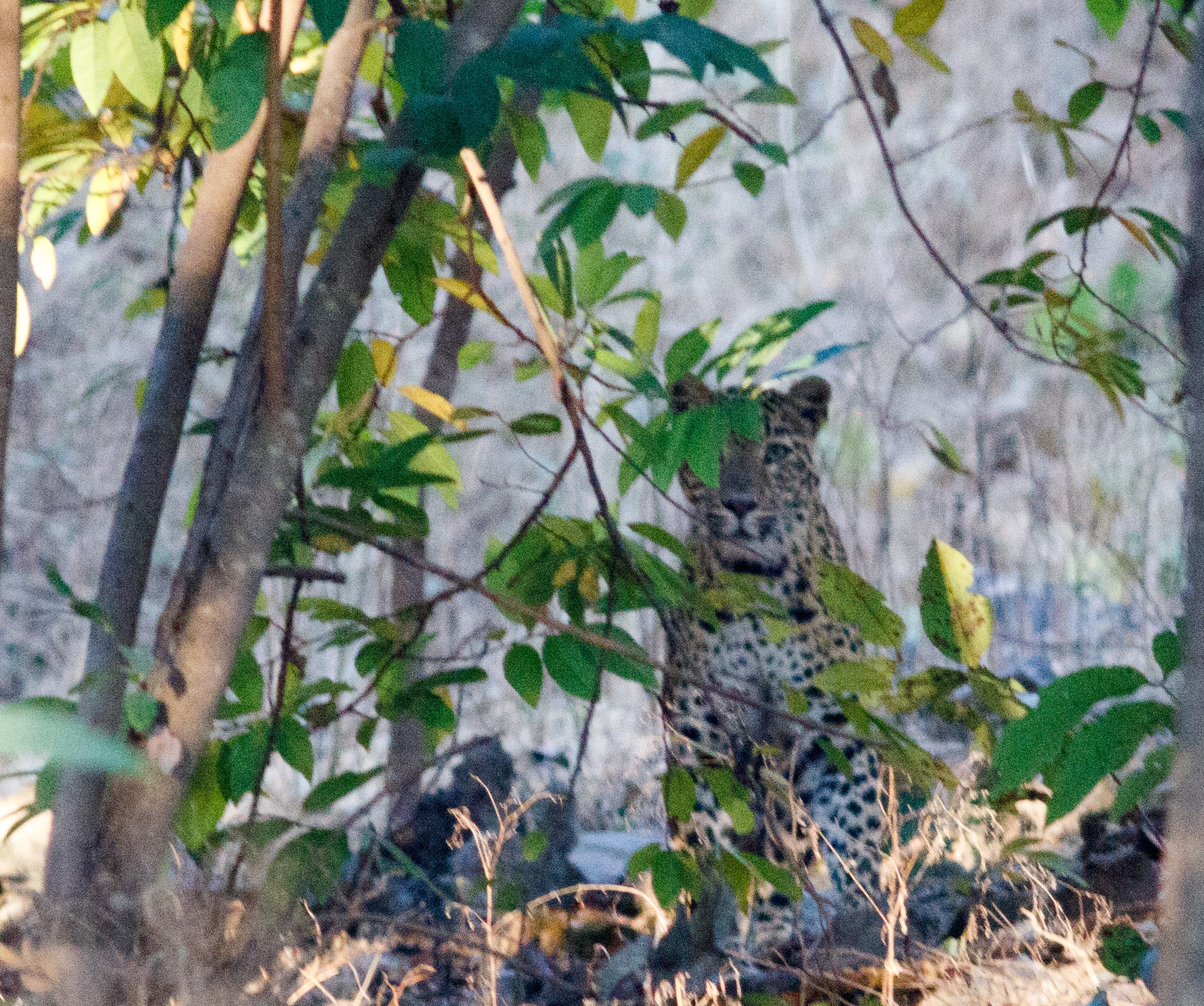 Leopard at Pench Tiger Reserve